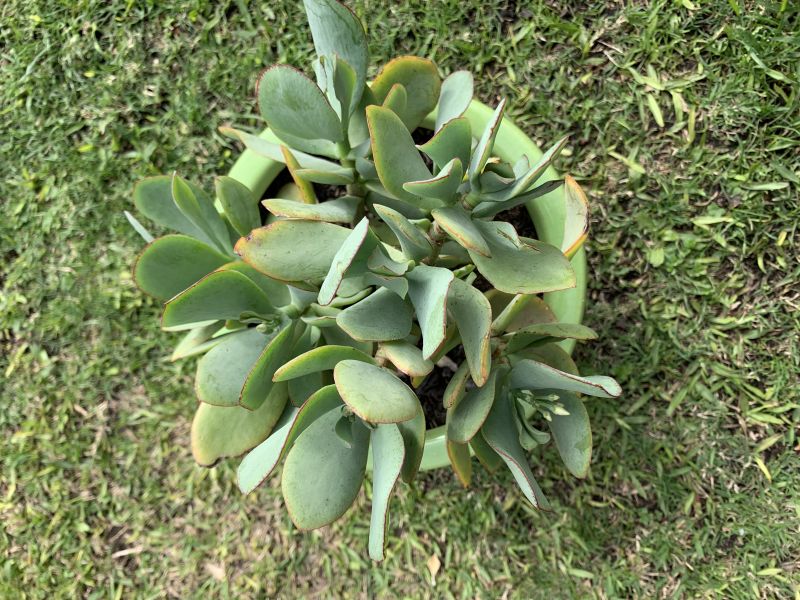 Una foto de Crassula arborescens fma. undulatifolia