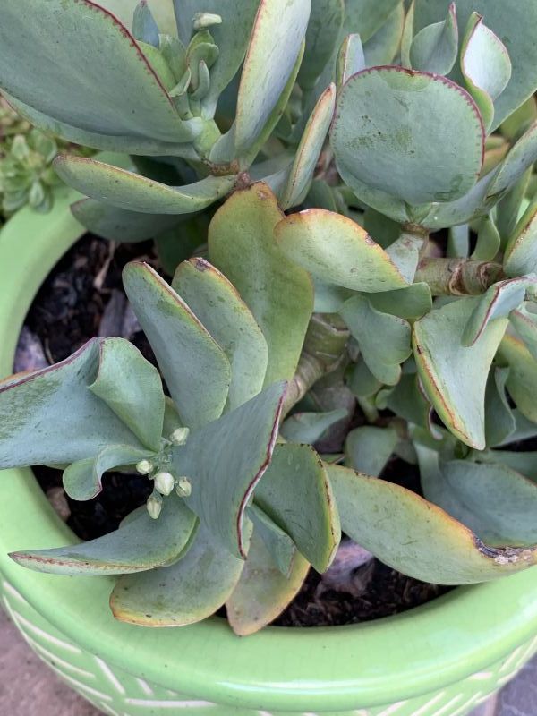Una foto de Crassula arborescens fma. undulatifolia