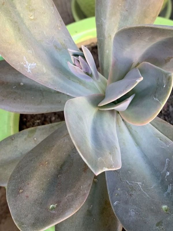 A photo of Echeveria Metallica (Hibrido)