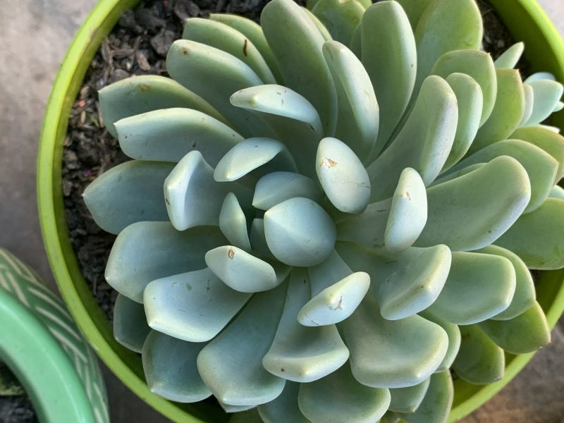 Una foto de Pachyveria Scheideckeri (Pachyphytum bracteosum x Echeveria secunda) (HIBRIDO)