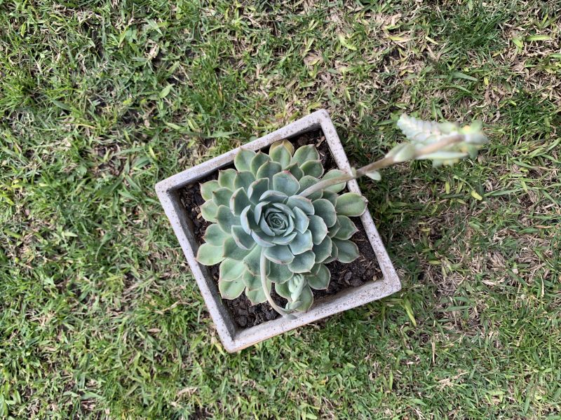 Photo of a cactus currently being identified