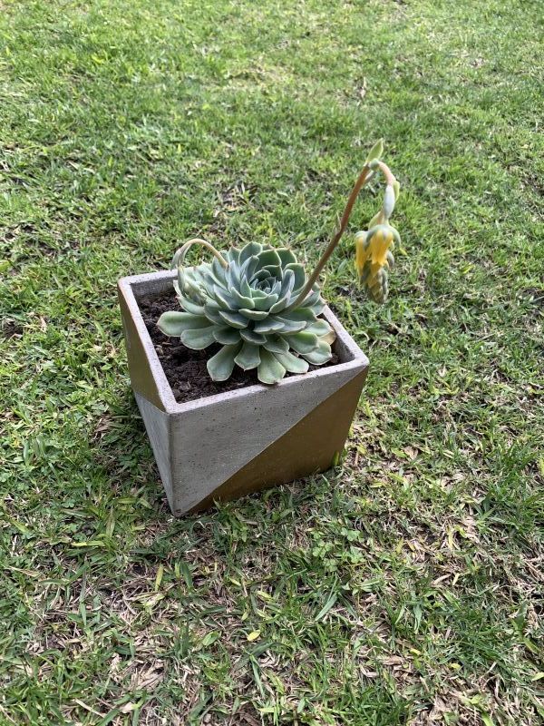 Photo of a cactus currently being identified