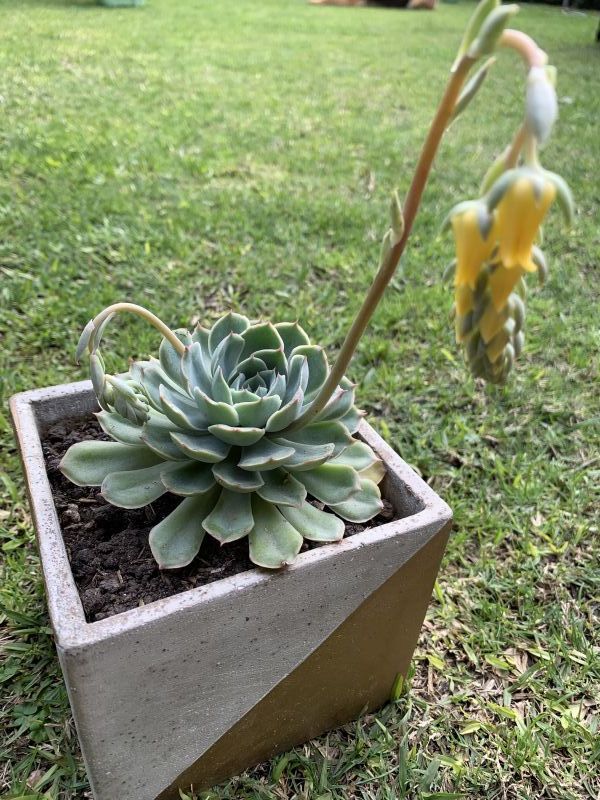 Photo of a cactus currently being identified