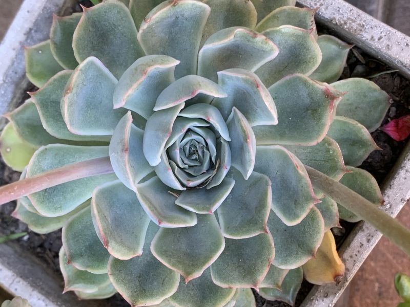 Photo of a cactus currently being identified