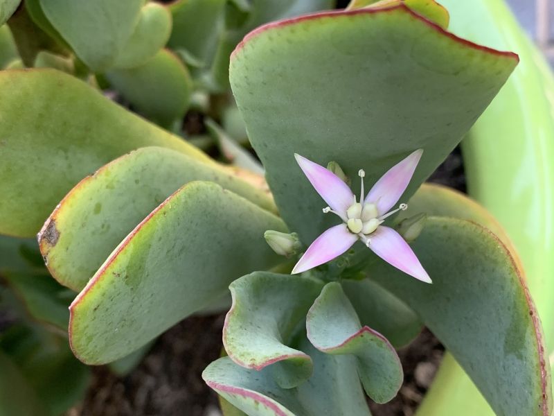Una foto de Crassula arborescens fma. undulatifolia