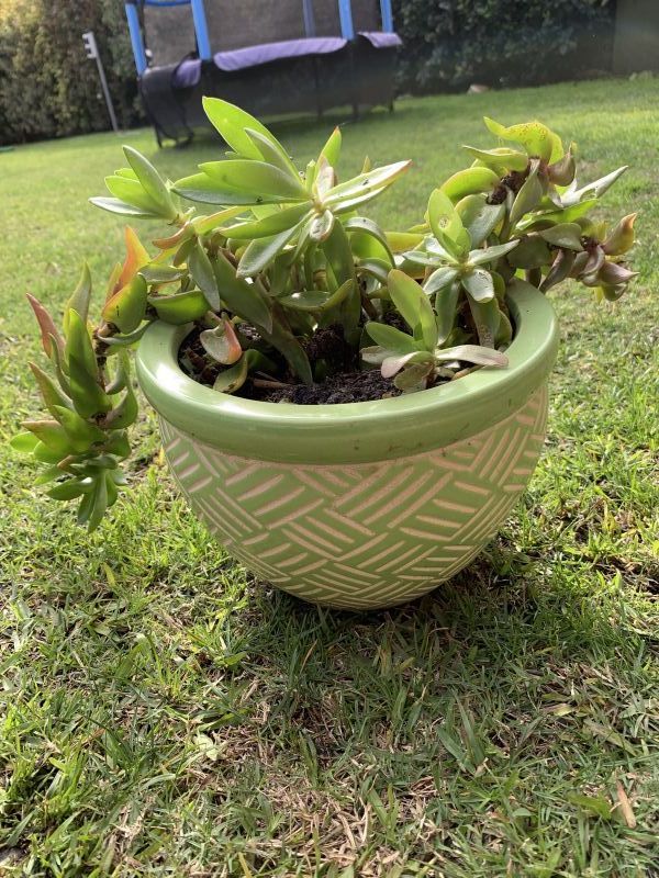 Una foto de Crassula capitella cv. Campfire