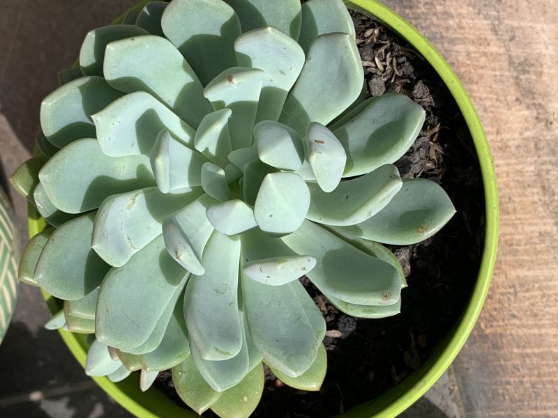 Una foto de Pachyveria Scheideckeri (Pachyphytum bracteosum x Echeveria secunda) (HIBRIDO)