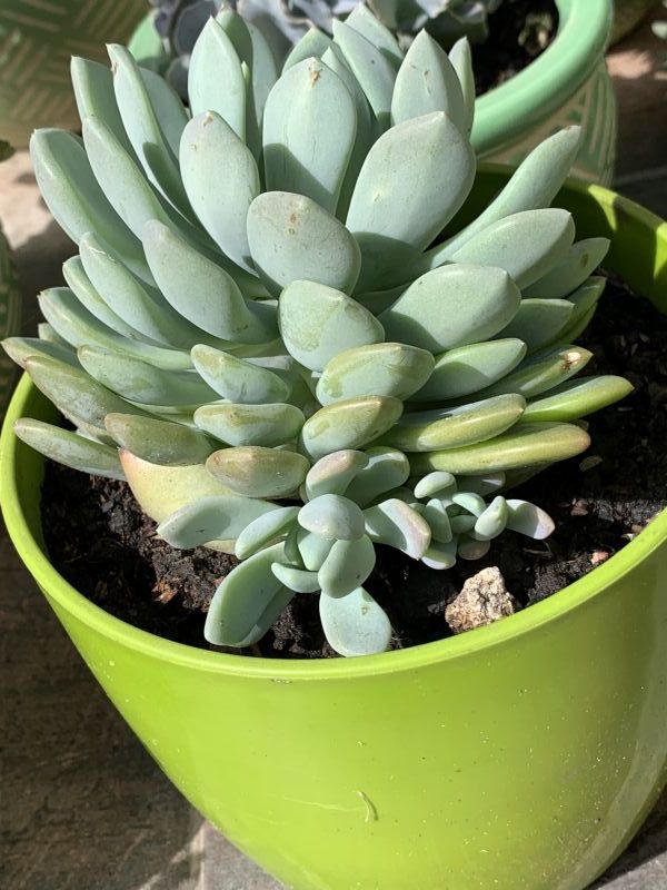 Una foto de Pachyveria Scheideckeri (Pachyphytum bracteosum x Echeveria secunda) (HIBRIDO)