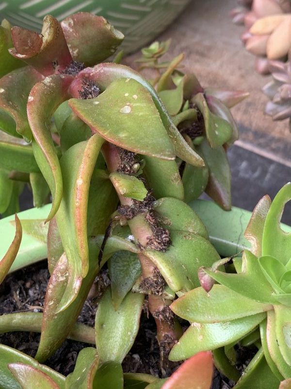 Una foto de Crassula capitella cv. Campfire