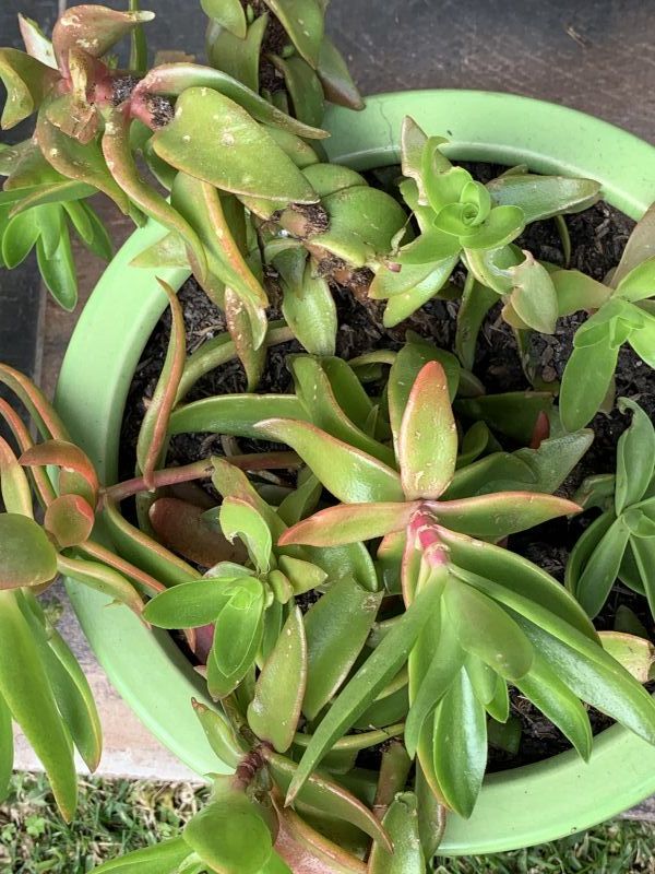 Una foto de Crassula capitella cv. Campfire