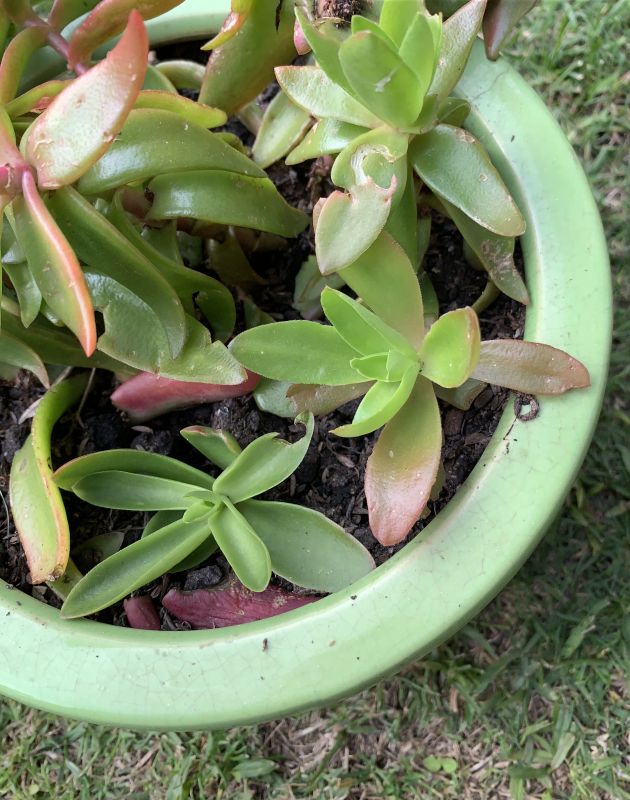 Una foto de Crassula capitella cv. Campfire