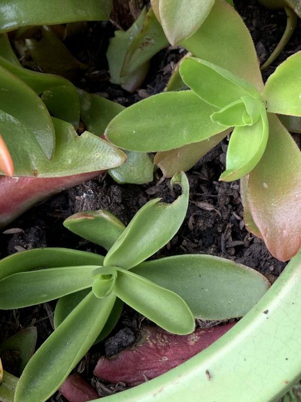 Una foto de Crassula capitella cv. Campfire