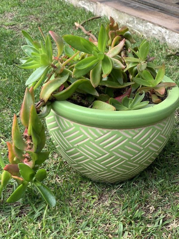 Una foto de Crassula capitella cv. Campfire