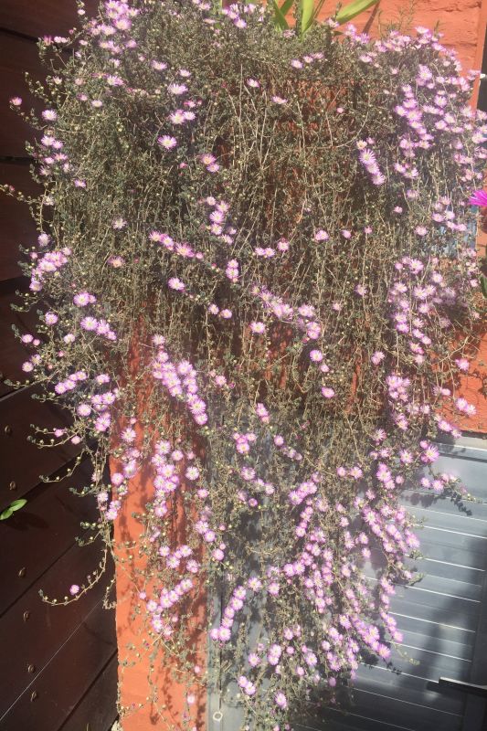 A photo of Drosanthemum floribundum