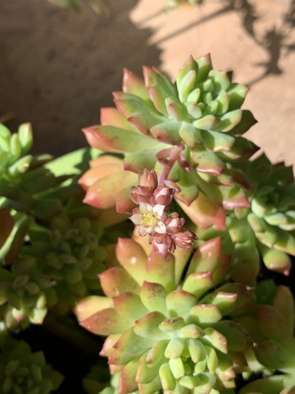 A photo of Sedum cuspidatum  