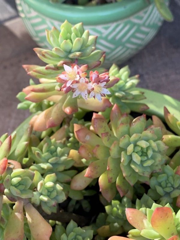 A photo of Sedum cuspidatum  