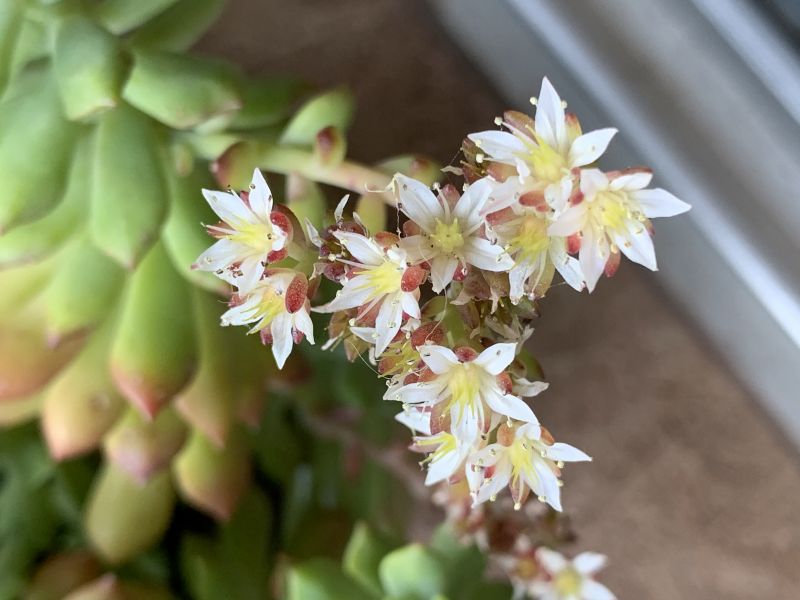 A photo of Sedum cuspidatum  