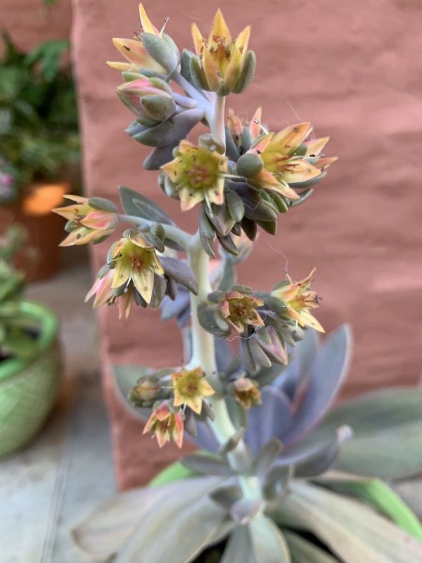 A photo of Echeveria Metallica (Hibrido)