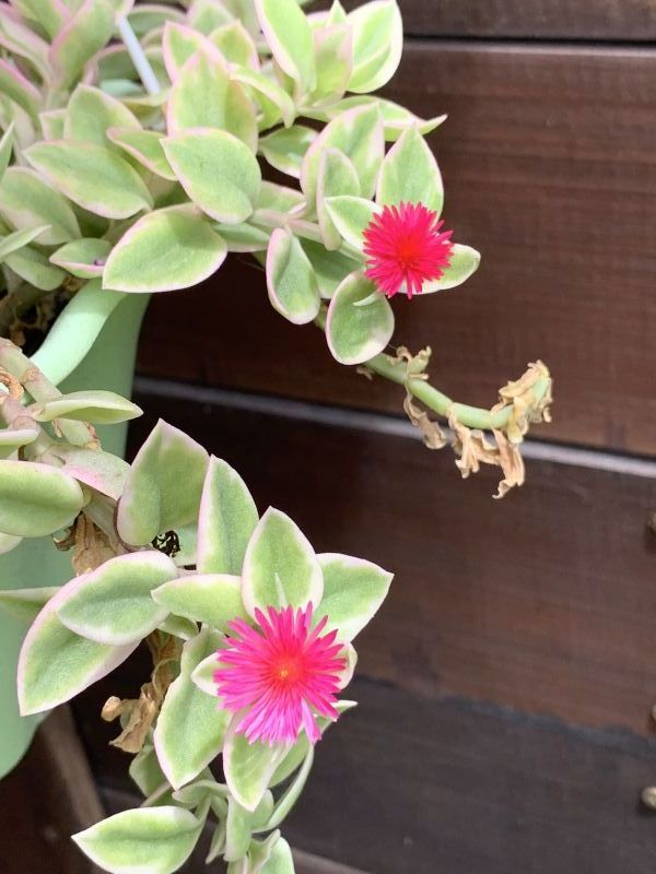 A photo of Mesembryanthemum cordifolium fma. variegada