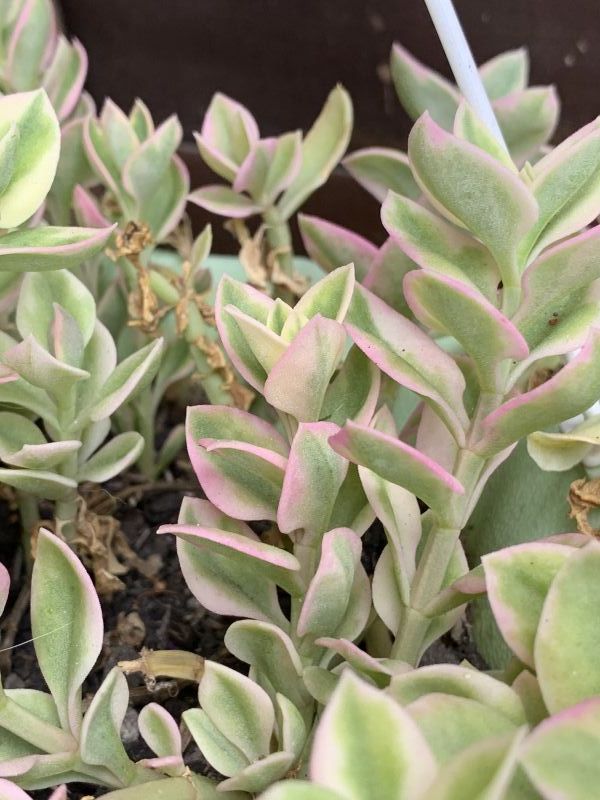 A photo of Mesembryanthemum cordifolium fma. variegada