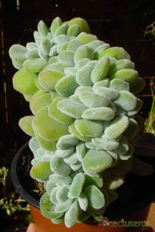A photo of Echeveria setosa