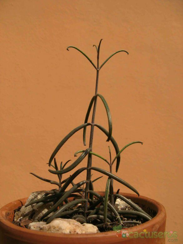 A photo of Kalanchoe beauverdii