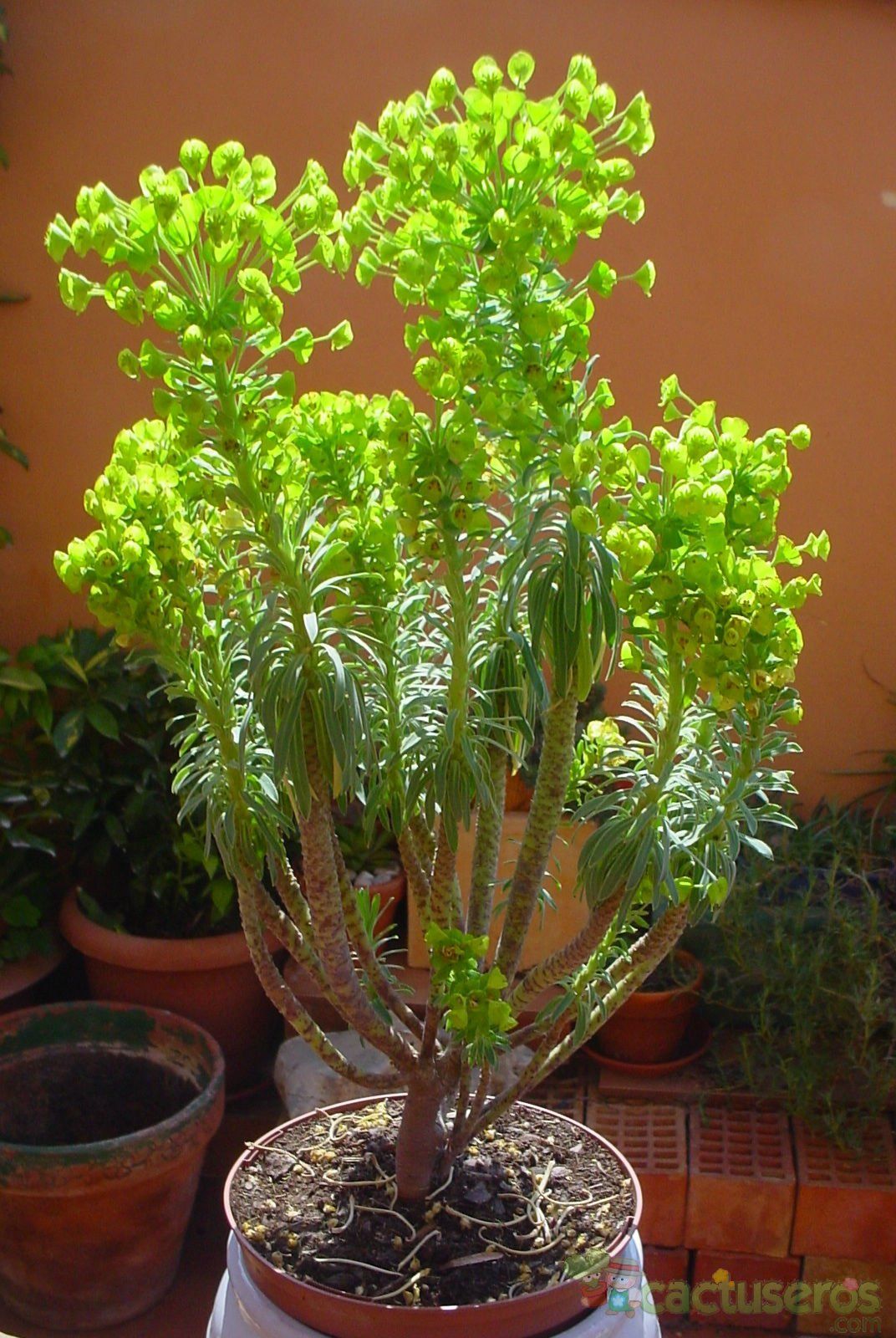 A photo of Euphorbia characias subsp. wulfenii
