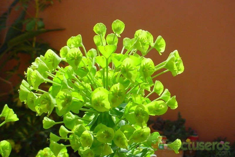 A photo of Euphorbia characias subsp. wulfenii
