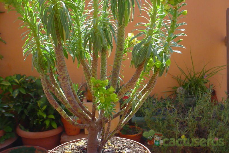 A photo of Euphorbia characias subsp. wulfenii