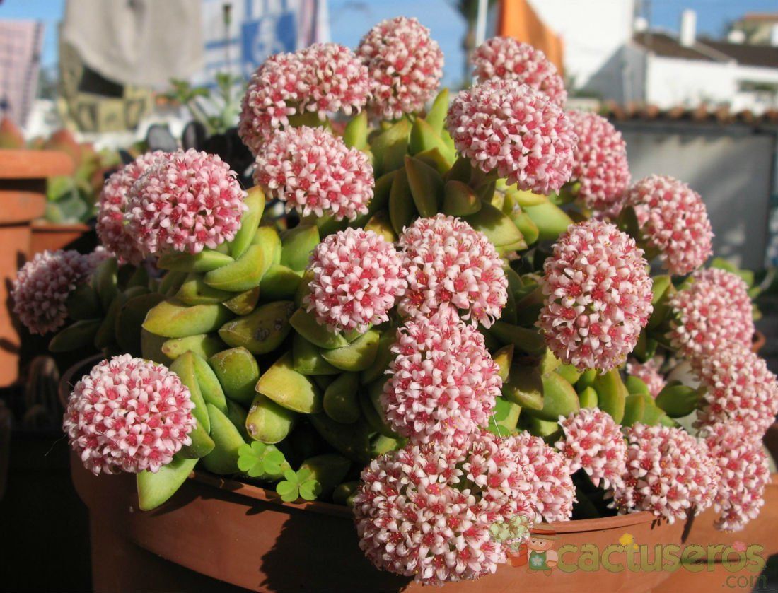 Una foto de Crassula cv. Brides Bouquet