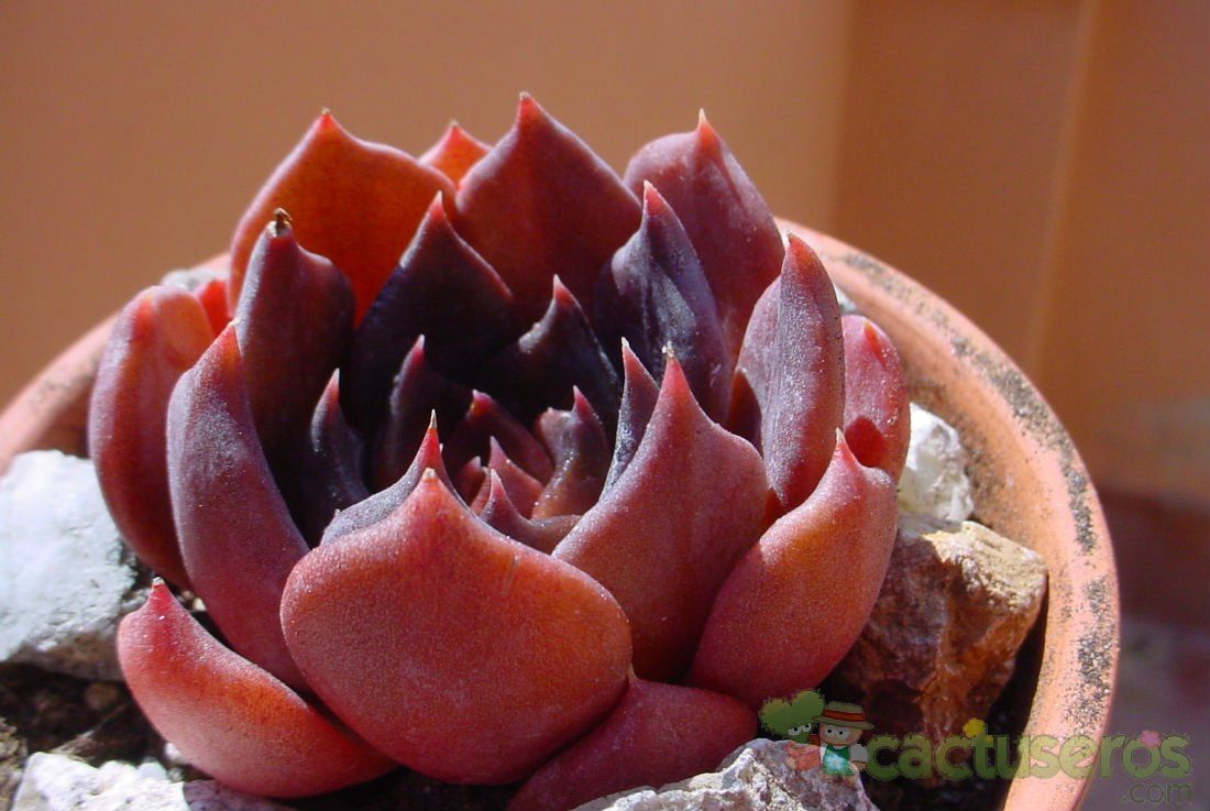 A photo of Echeveria cv. Black Prince