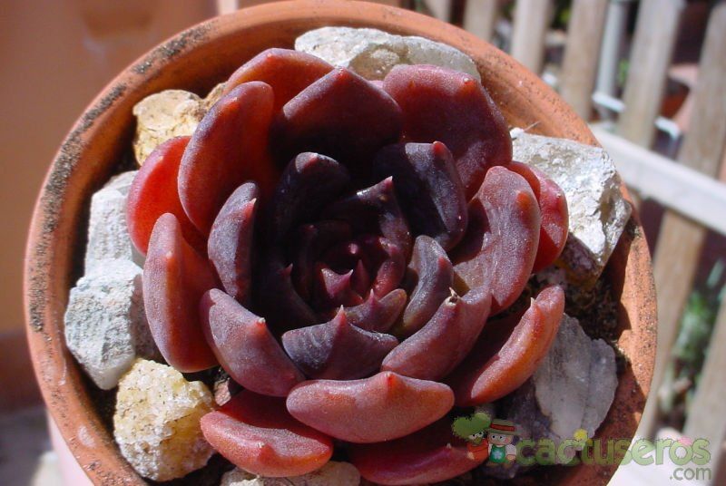 A photo of Echeveria cv. Black Prince