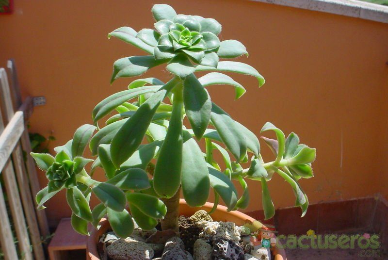 Una foto de Aeonium haworthii