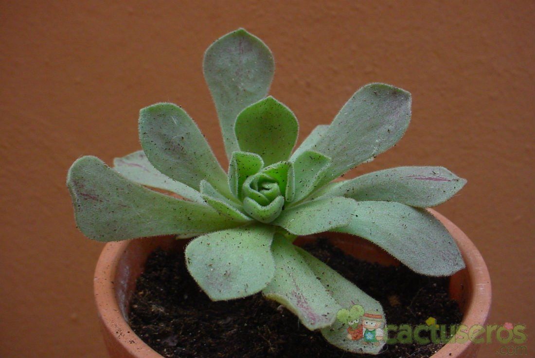 Una foto de Aeonium x nogalesii
