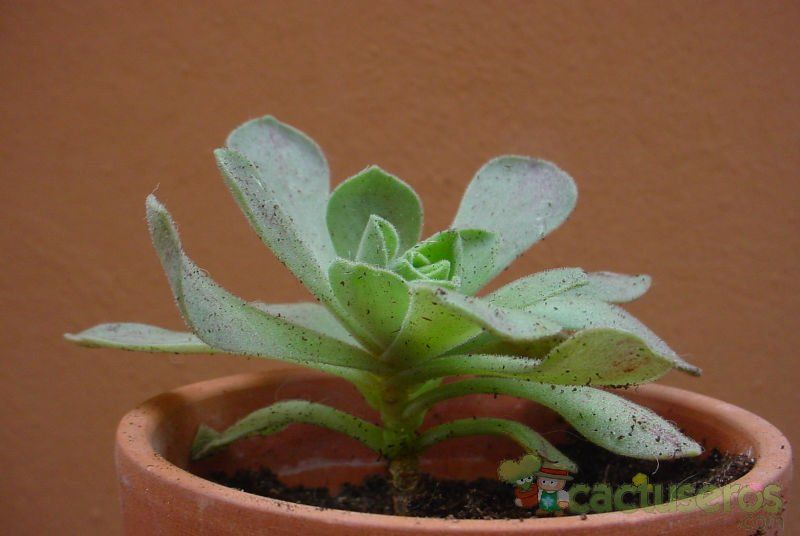 A photo of Aeonium x nogalesii