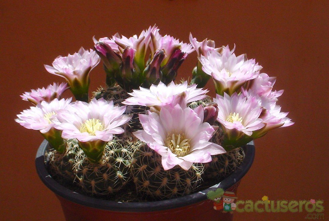 A photo of Gymnocalycium bruchii