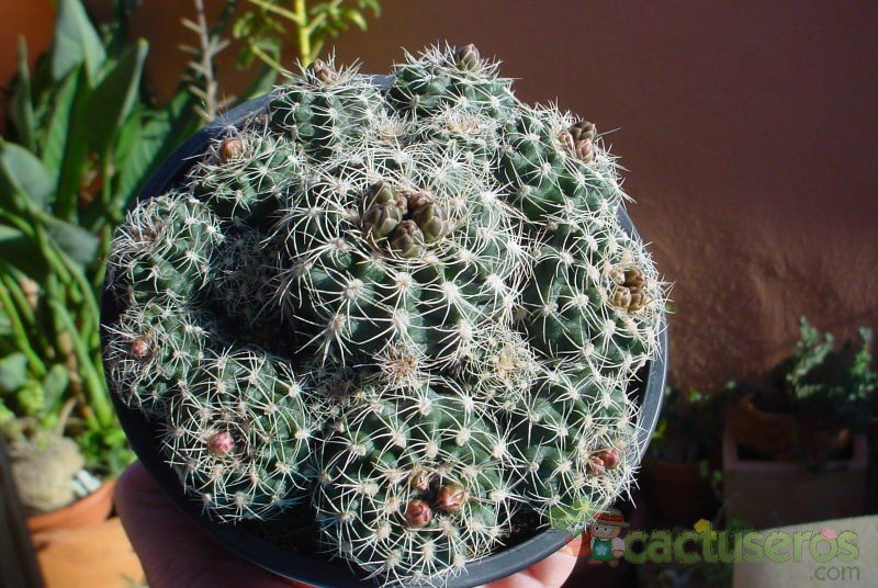A photo of Gymnocalycium bruchii