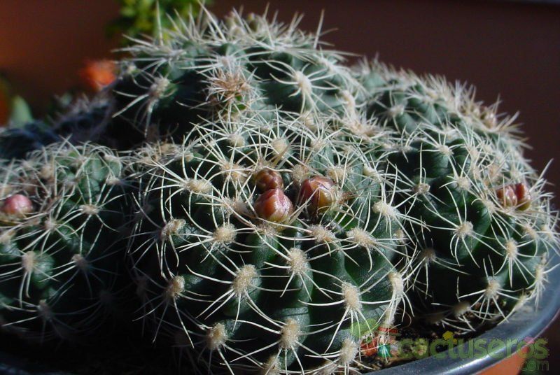 A photo of Gymnocalycium bruchii