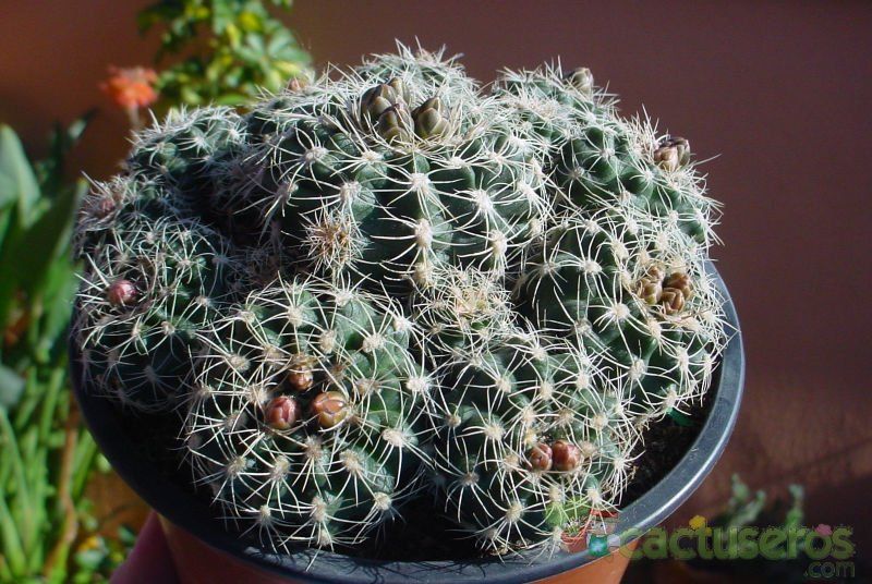 A photo of Gymnocalycium bruchii
