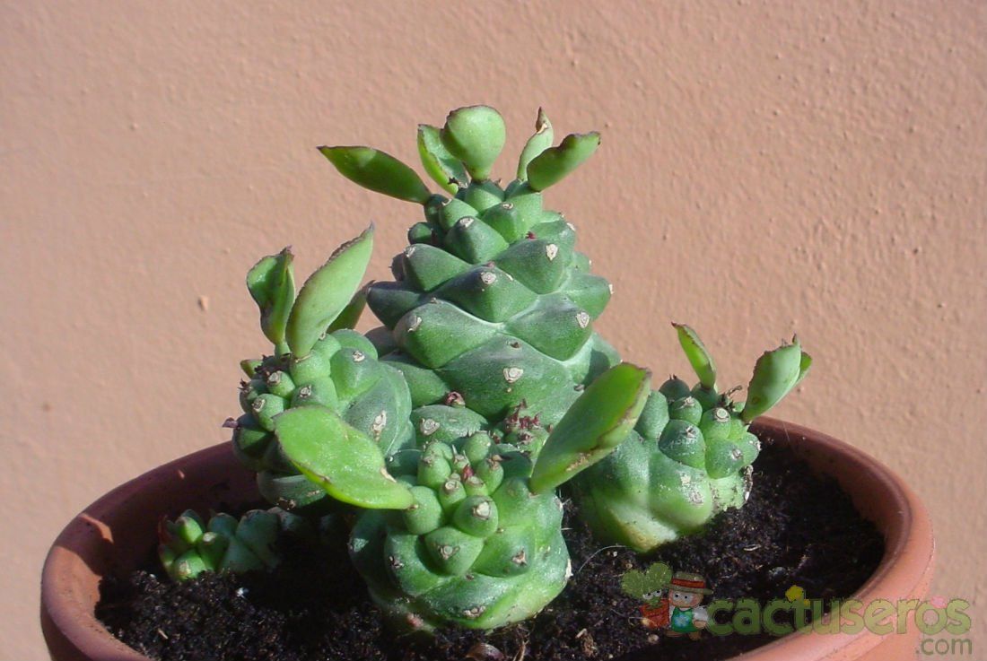 A photo of Euphorbia ritchiei subsp. nyambensis