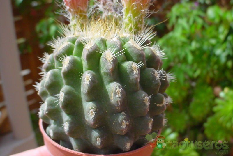 Una foto de Pyrrhocactus gracilis  
