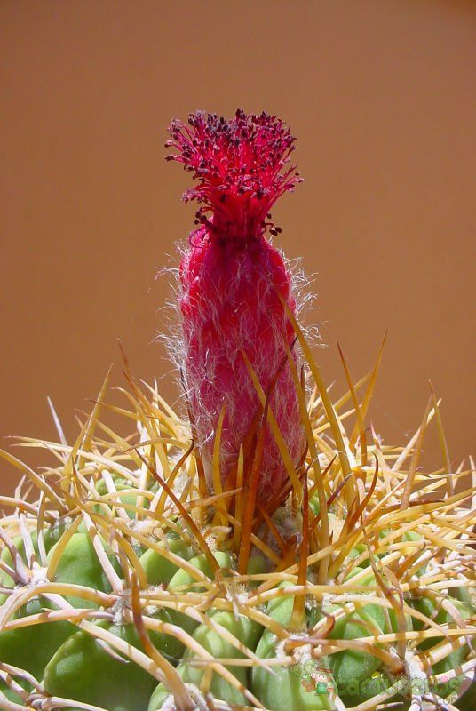 A photo of Denmoza rhodacantha