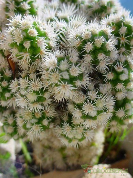 A photo of Mammillaria gracilis cv. Arizona Snowcap