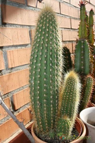 A photo of Micranthocereus estevesii