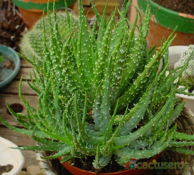 Una foto de Aloe florenceae