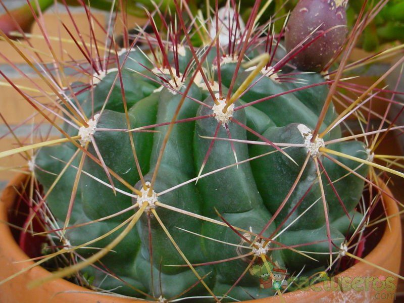 A photo of Ferocactus hamatacanthus ssp. sinuatus
