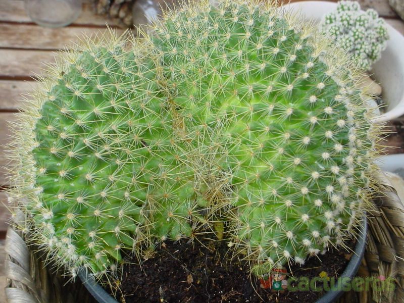 A photo of Mammillaria rhodantha ssp. rhodantha fma. crestada