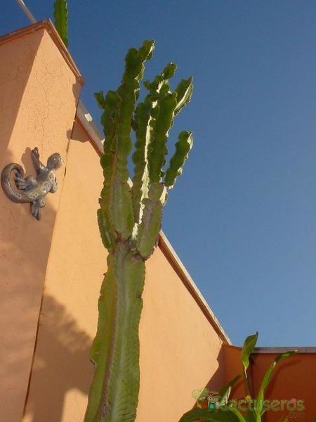 Una foto de Euphorbia ingens