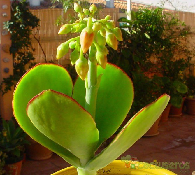 Una foto de Cotyledon macrantha