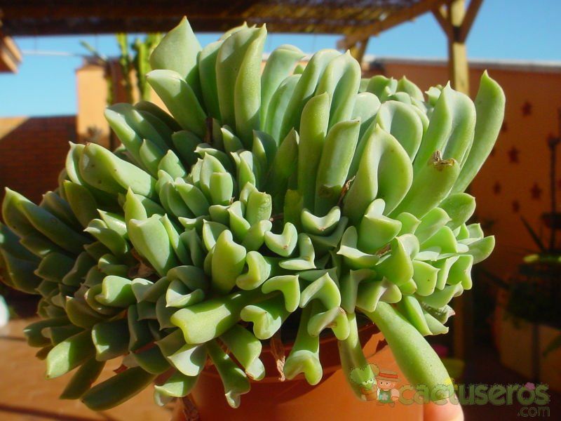 Una foto de Echeveria runyonii cv. topsy turvy fma. crestada